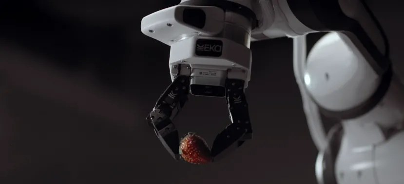 Eka Robotics机器人灵巧手抓取草莓演示画面
